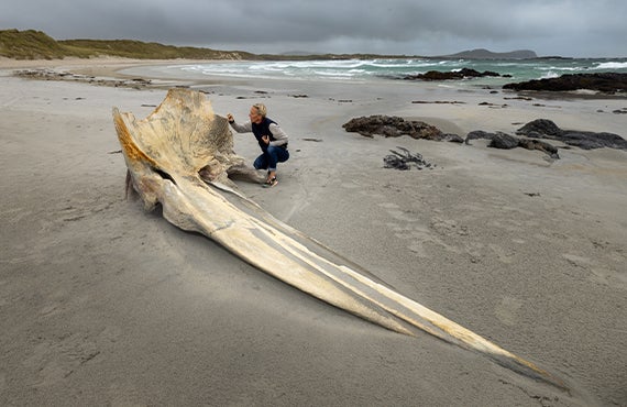 More Info for National Geographic Live: Incredible Animal Athletes with Lucy Hawkes